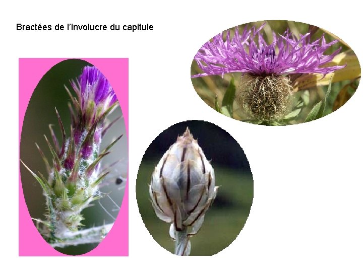 Bractées de l’involucre du capitule 