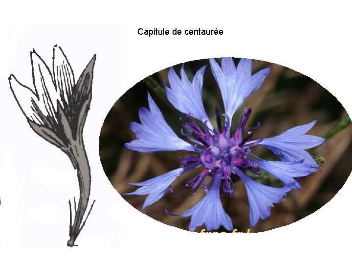 2 - La corolle Capitule de centaurée (Centaurea cyanus) 