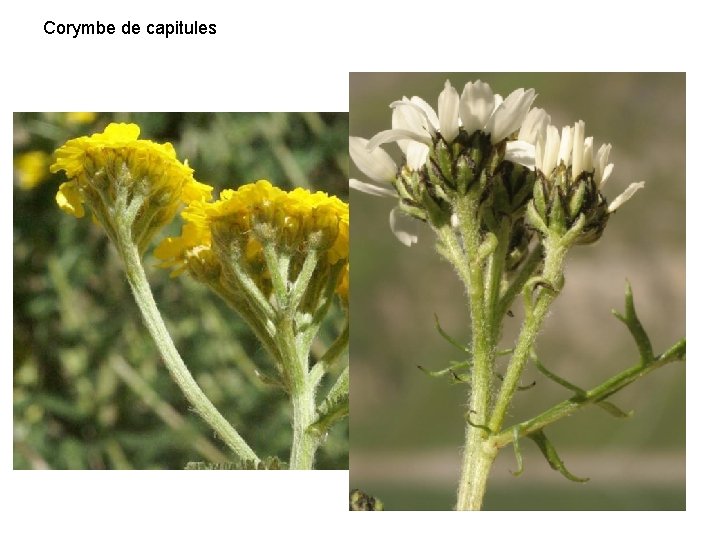 Corymbe de capitules 