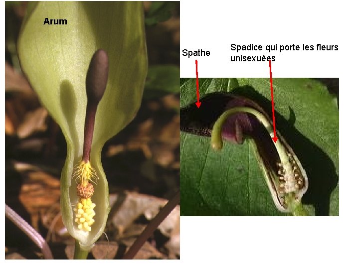 Arisarum vulgare Arum Spathe Spadice qui porte les fleurs unisexuées 