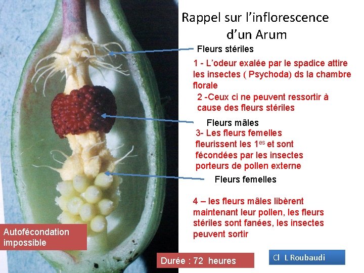 Rappel sur l’inflorescence d’un Arum Fleurs stériles 1 - L’odeur exalée par le spadice