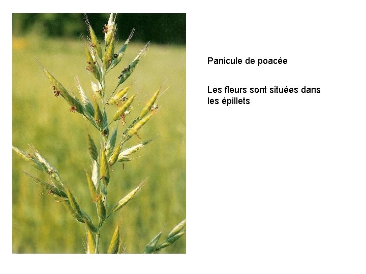 Panicule de poacée Les fleurs sont situées dans les épillets 