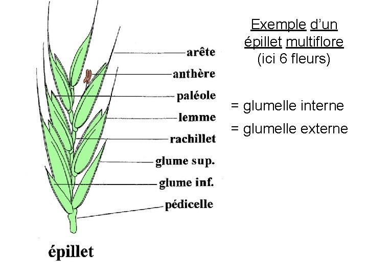 Exemple d’un épillet multiflore (ici 6 fleurs) = glumelle interne = glumelle externe 