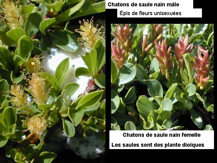 Chatons de saule nain mâle Épis de fleurs unisexuées Chatons de saule nain femelle