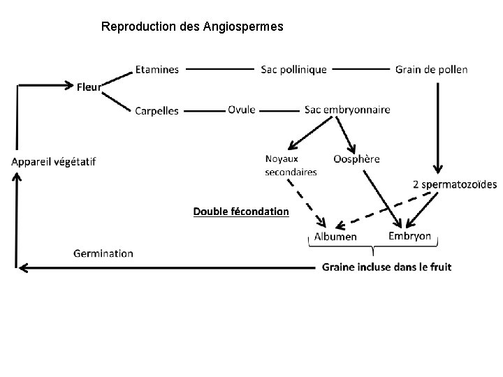 Reproduction des Angiospermes 