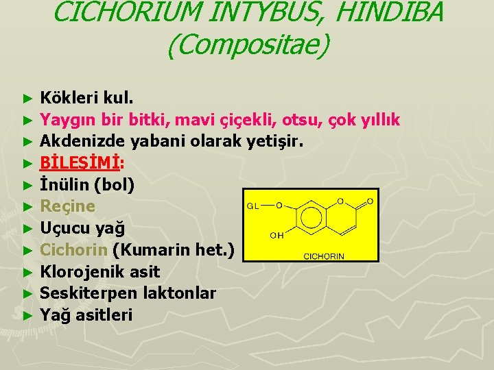 CICHORIUM INTYBUS, HİNDİBA (Compositae) Kökleri kul. ► Yaygın bir bitki, mavi çiçekli, otsu, çok