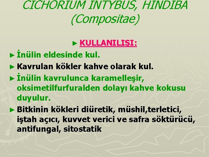 CICHORIUM INTYBUS, HİNDİBA (Compositae) ► KULLANILIŞI: ► İnülin eldesinde kul. ► Kavrulan kökler kahve