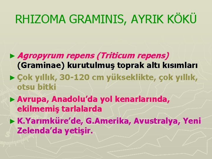 RHIZOMA GRAMINIS, AYRIK KÖKÜ ► Agropyrum repens (Triticum repens) (Graminae) kurutulmuş toprak altı kısımları