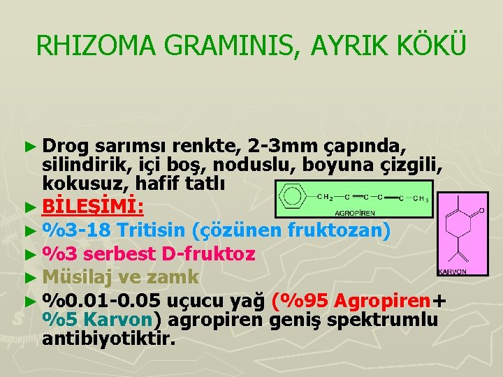 RHIZOMA GRAMINIS, AYRIK KÖKÜ ► Drog sarımsı renkte, 2 -3 mm çapında, silindirik, içi
