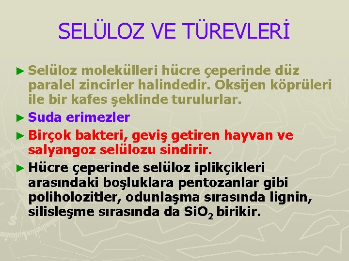 SELÜLOZ VE TÜREVLERİ ► Selüloz molekülleri hücre çeperinde düz paralel zincirler halindedir. Oksijen köprüleri