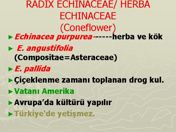 RADIX ECHINACEAE/ HERBA ECHINACEAE (Coneflower) ► Echinacea purpurea------herba ve kök ► E. angustifolia (Compositae=Asteraceae)