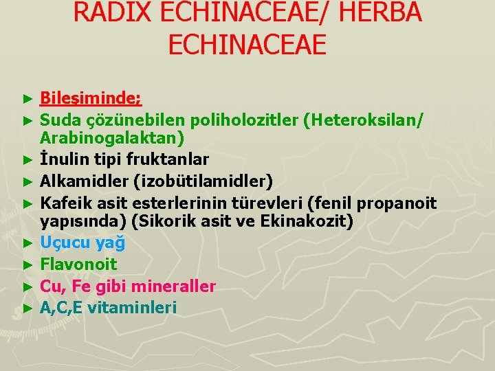 RADIX ECHINACEAE/ HERBA ECHINACEAE Bileşiminde; ► Suda çözünebilen poliholozitler (Heteroksilan/ Arabinogalaktan) ► İnulin tipi