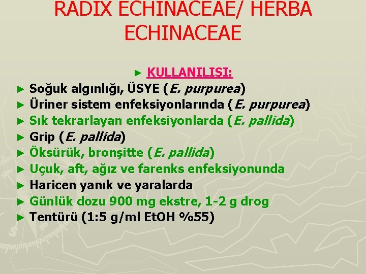 RADIX ECHINACEAE/ HERBA ECHINACEAE KULLANILIŞI: ► Soğuk algınlığı, ÜSYE (E. purpurea) ► Üriner sistem