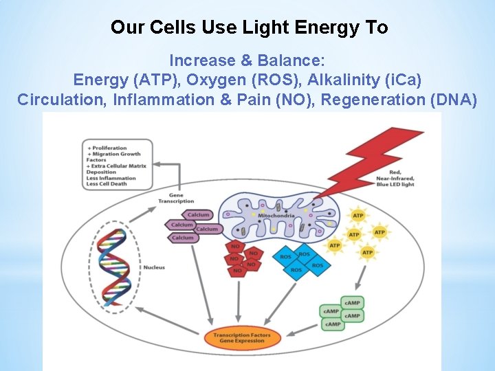 Our Cells Use Light Energy To Increase & Balance: Energy (ATP), Oxygen (ROS), Alkalinity