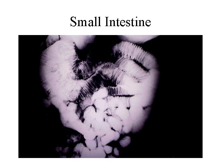 Small Intestine 