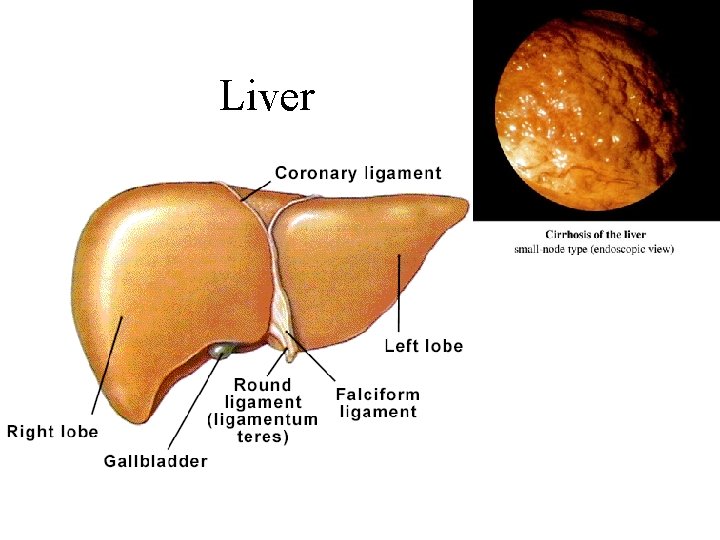 Liver 