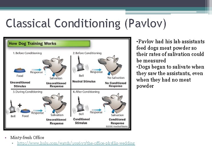 Classical Conditioning (Pavlov) • Pavlov had his lab assistants feed dogs meat powder so