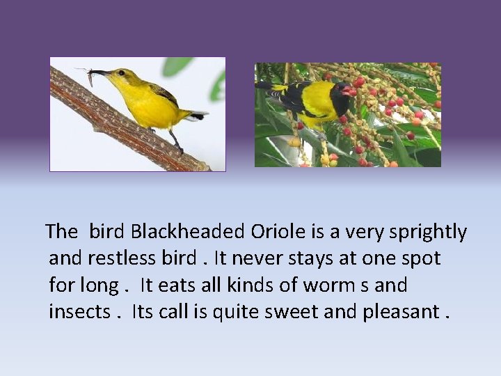 The bird Blackheaded Oriole is a very sprightly and restless bird. It never stays