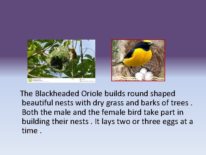 The Blackheaded Oriole builds round shaped beautiful nests with dry grass and barks of