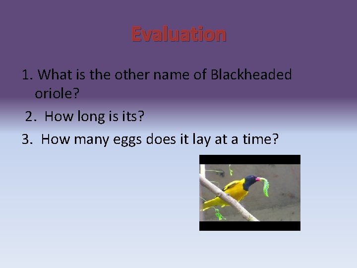 Evaluation 1. What is the other name of Blackheaded oriole? 2. How long is