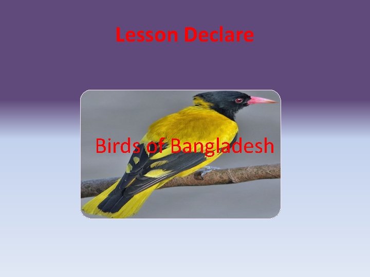 Lesson Declare Birds of Bangladesh 