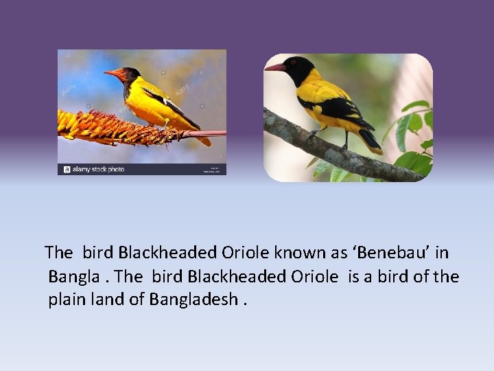 The bird Blackheaded Oriole known as ‘Benebau’ in Bangla. The bird Blackheaded Oriole is