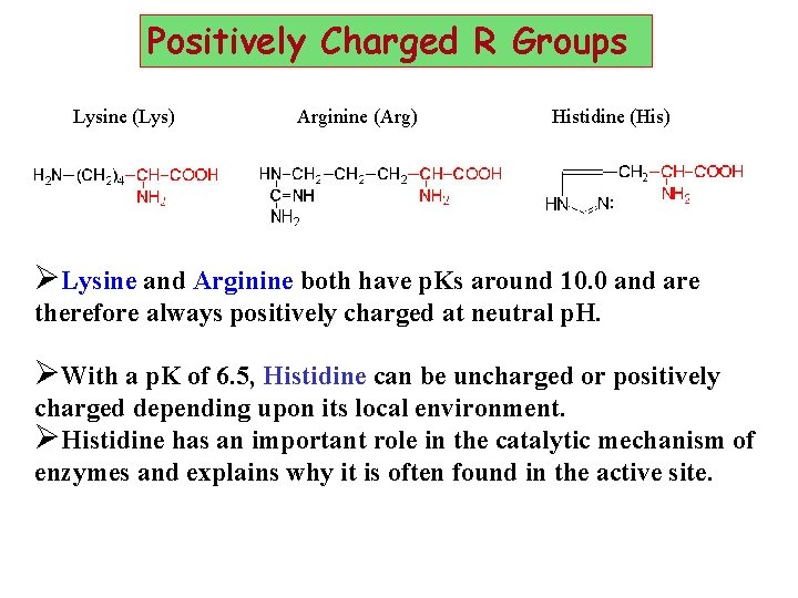 Positively Charged R Groups Lysine (Lys) Arginine (Arg) Histidine (His) ØLysine and Arginine both
