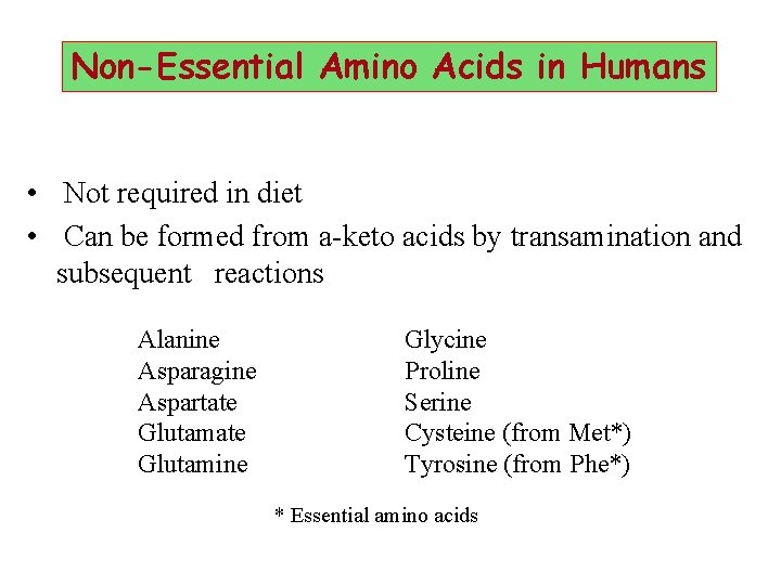 Non-Essential Amino Acids in Humans • Not required in diet • Can be formed