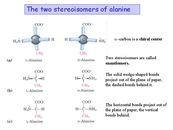 The two stereoisomers of alanine a-carbon is a chiral center Two stereoisomers are called