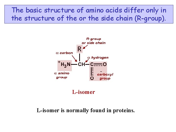 The basic structure of amino acids differ only in the structure of the or