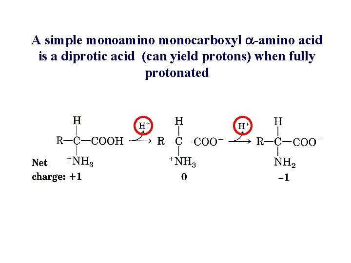 A simple monoamino monocarboxyl a-amino acid is a diprotic acid (can yield protons) when