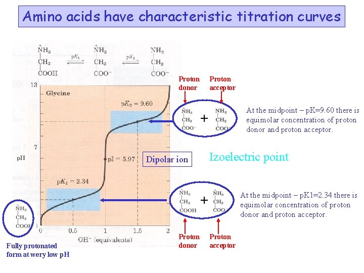 Amino acids have characteristic titration curves Proton donor Proton acceptor At the midpoint –