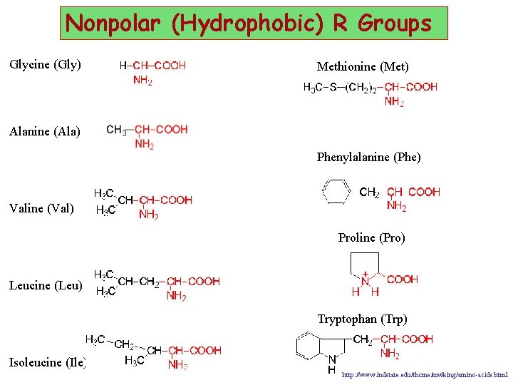 Nonpolar (Hydrophobic) R Groups Glycine (Gly) Methionine (Met) Alanine (Ala) Phenylalanine (Phe) Valine (Val)