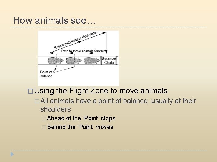 How animals see… � Using the Flight Zone to move animals � All animals