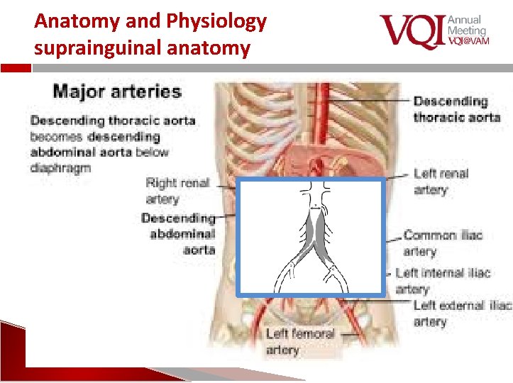 Anatomy and Physiology suprainguinal anatomy 