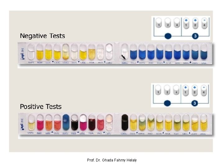 Prof. Dr. Ghada Fahmy Helaly 