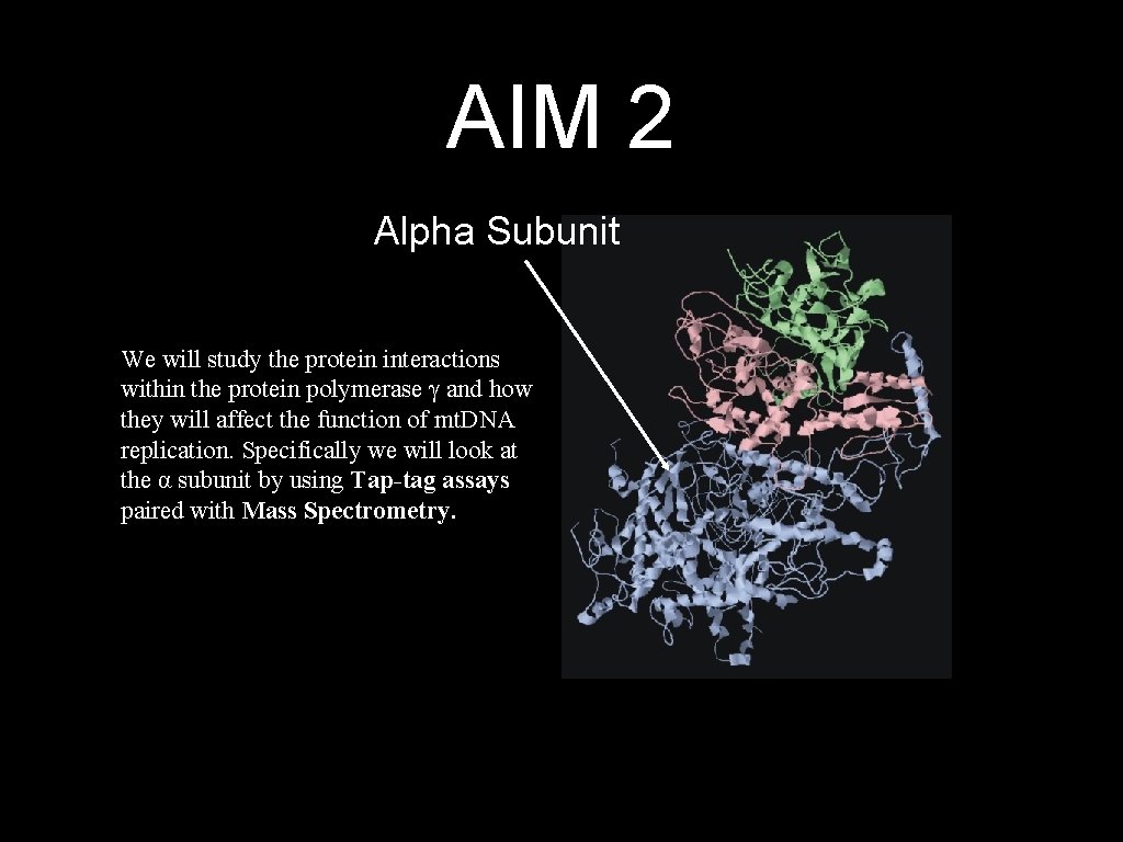 AIM 2 Alpha Subunit We will study the protein interactions within the protein polymerase