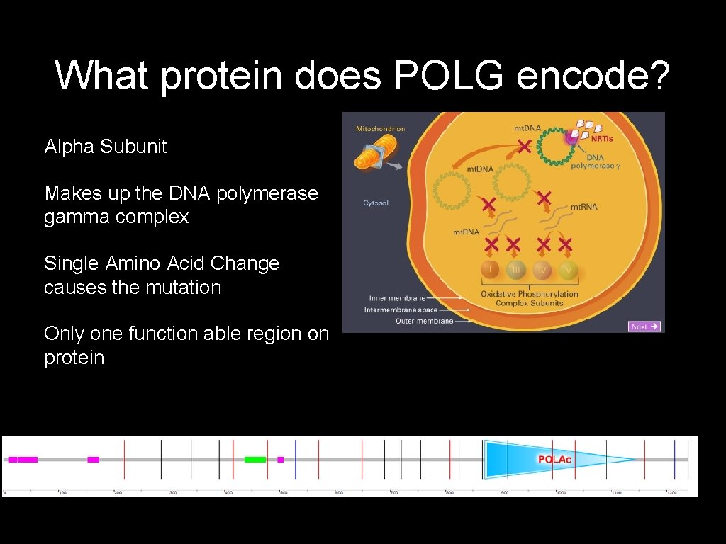 What protein does POLG encode? Alpha Subunit Makes up the DNA polymerase gamma complex