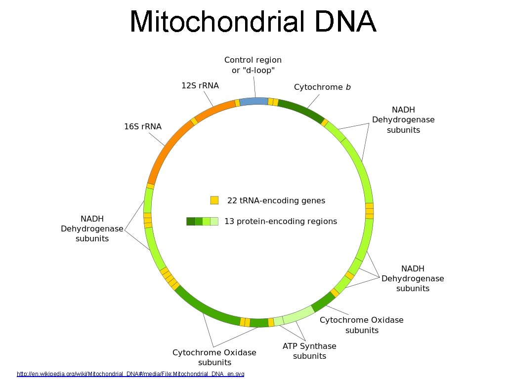 Mitochondrial DNA http: //en. wikipedia. org/wiki/Mitochondrial_DNA#/media/File: Mitochondrial_DNA_en. svg 