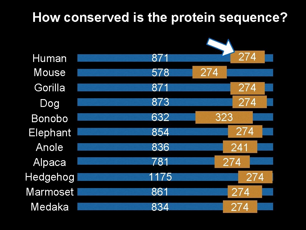 How conserved is the protein sequence? Human Mouse Gorilla Dog Bonobo Elephant Anole Alpaca