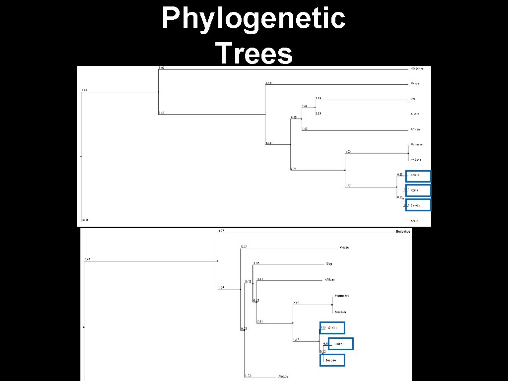 Phylogenetic Trees 