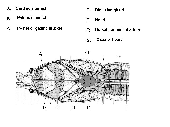 A: Cardiac stomach B: Pyloric stomach C: Posterior gastric muscle D: Digestive gland E: