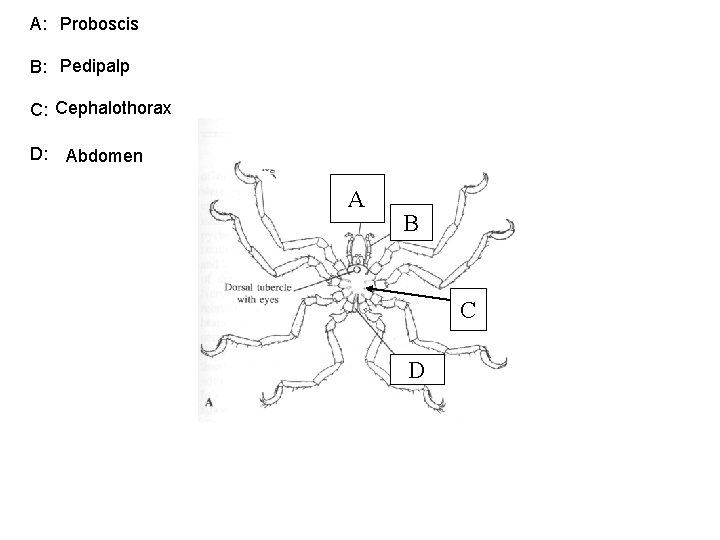 A: Proboscis B: Pedipalp C: Cephalothorax D: Abdomen A B C D 