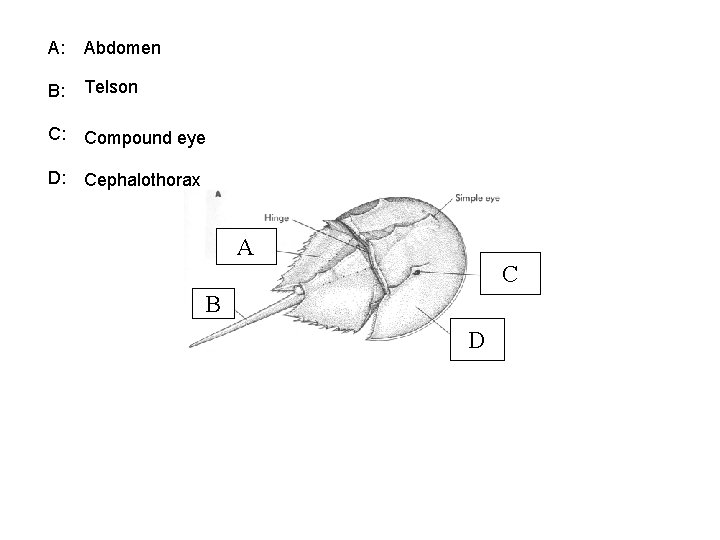 A: Abdomen B: Telson C: Compound eye D: Cephalothorax A C B D 