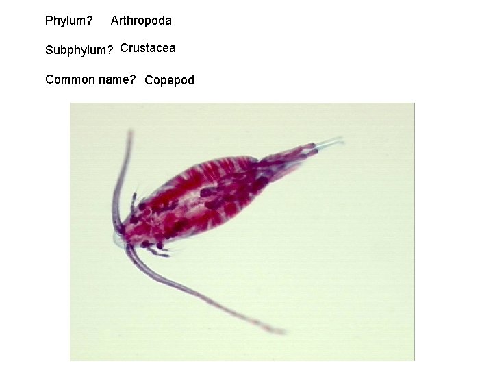 Phylum? Arthropoda Subphylum? Crustacea Common name? Copepod 