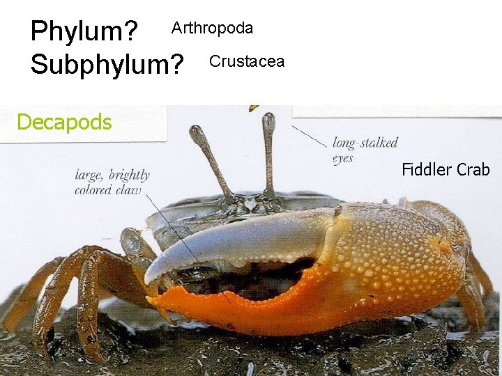 Phylum? Arthropoda Subphylum? Crustacea Decapods Fiddler Crab 