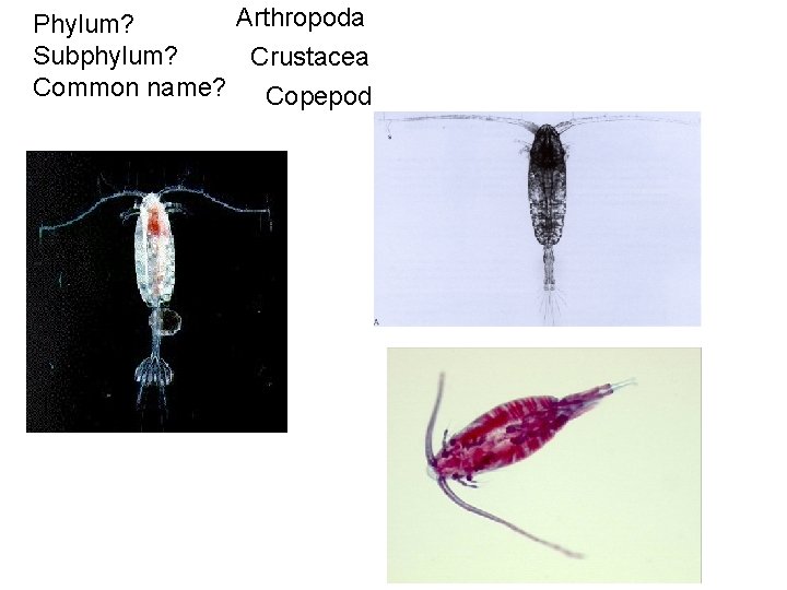 Arthropoda Phylum? Subphylum? Crustacea Common name? Copepod 