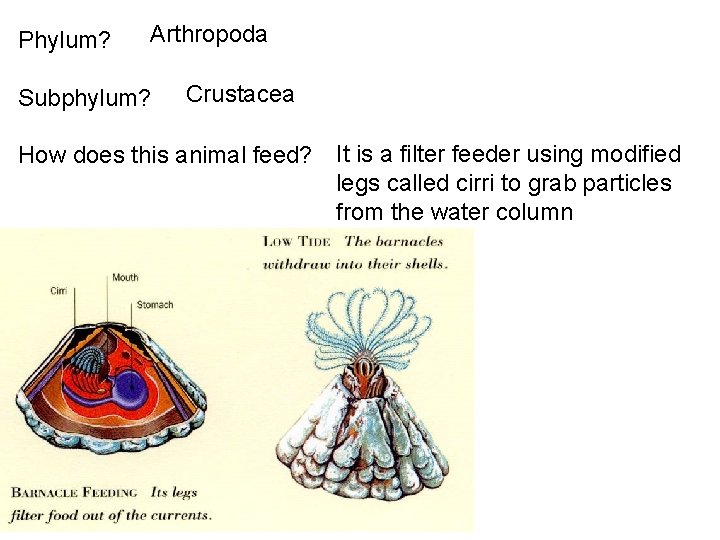 Phylum? Arthropoda Subphylum? Crustacea How does this animal feed? It is a filter feeder
