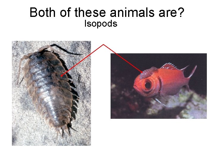 Both of these animals are? Isopods 