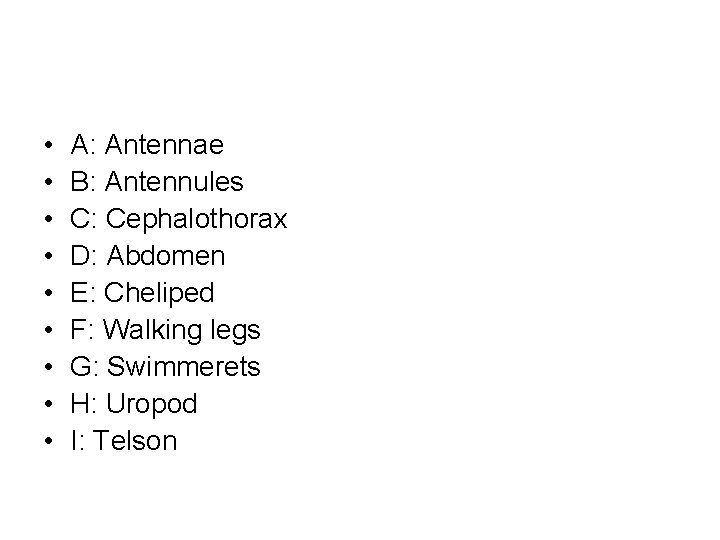  • • • A: Antennae B: Antennules C: Cephalothorax D: Abdomen E: Cheliped